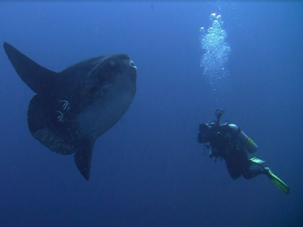 Teresa Zubi and Sunfish (Mola mola)