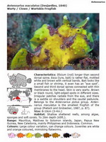 Description of 25 frogfish species