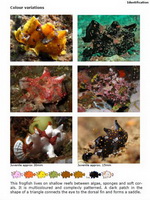 Colour variations in frogfish species